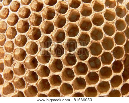 Honey bee eggs in comb