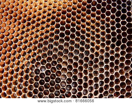 Honeybee eggs and larva on comb