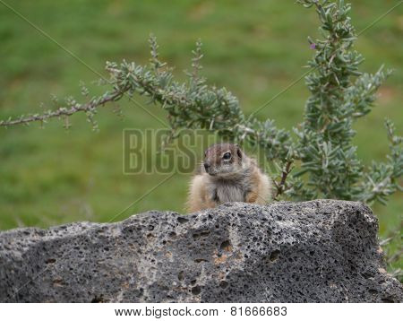 Barbary ground squirrel