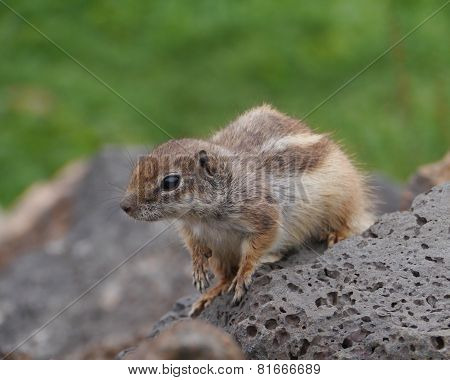 Barbary ground squirrel