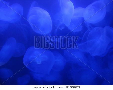 แมงกะพรุนสีฟ้าไฟฟ้า