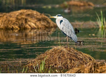 Grey heron