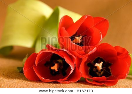 Tulipan