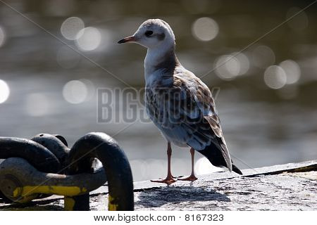 Chroicocephalus ridibundus piumaggio giovanile (chroicocephalus Ridibundus)