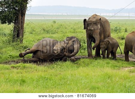 Elephant