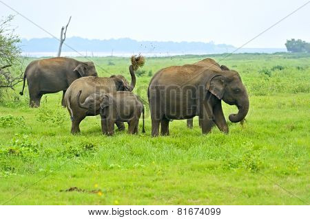 Elephant