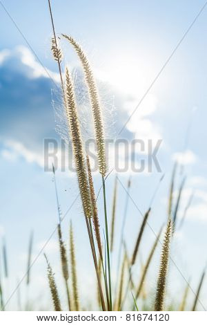 Lemma Grass That Light Of Sun Shining Behind With Bright Blue Sky