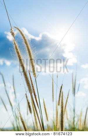 Lemma Grass That Light Of Sun Shining Behind With Bright Blue Sky