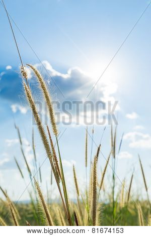 Lemma Grass That Light Of Sun Shining Behind With Bright Blue Sky
