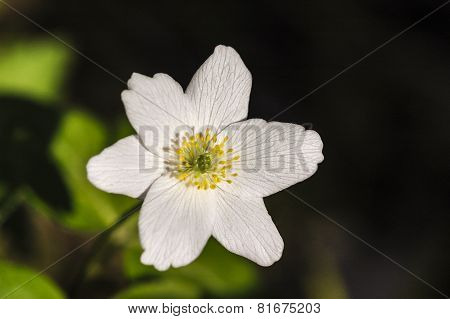 Wood Sorrel (Oxalis acetosella) in the forest