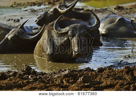 Buffalo