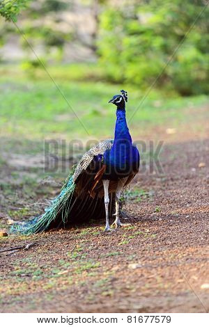 Peacock