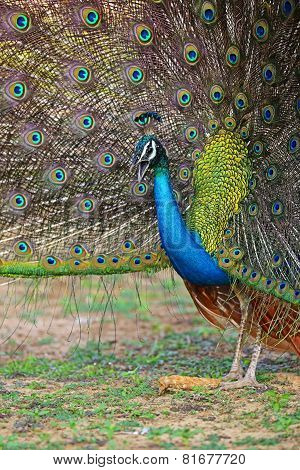 Peacock