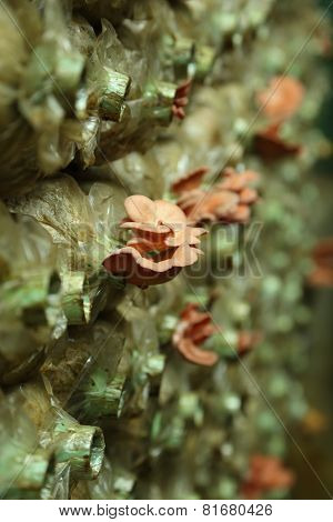 Pink Oyster Mushroom (pleurotus Djamor) On Spawn Bags