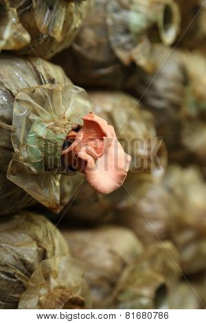 Pink Oyster Mushroom (pleurotus Djamor) On Spawn Bags