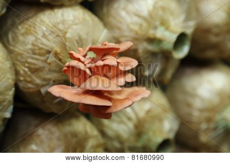Pink Oyster Mushroom (pleurotus Djamor) On Spawn Bags