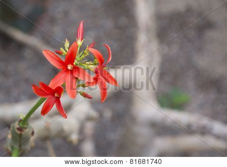 Red Flower Shrub Jatropha Macrantha