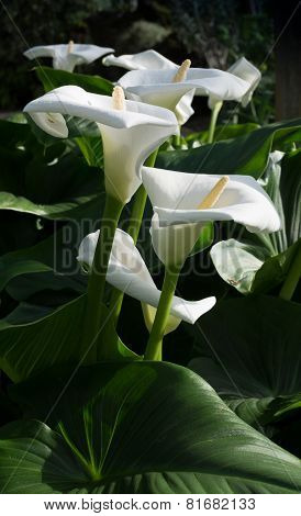 White Calla Lilies Vertical Image