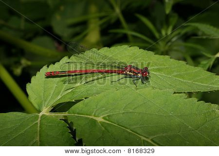 große rote Damselfly (Pyrrhosoma Nymphula)
