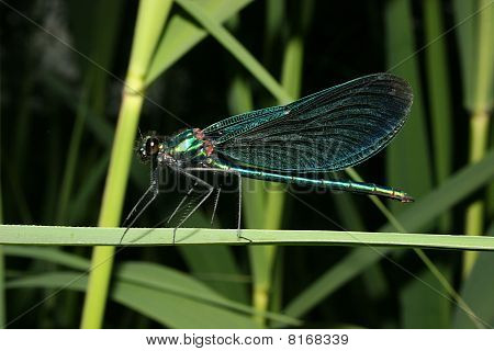Belle Demoiselle (Calopteryx virgo)