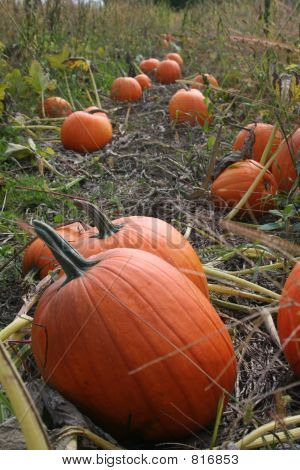 Pumpkin_9233