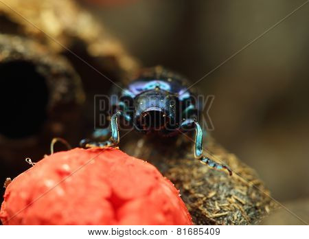Beetle On Wood
