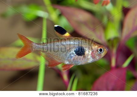 Tetra Fish