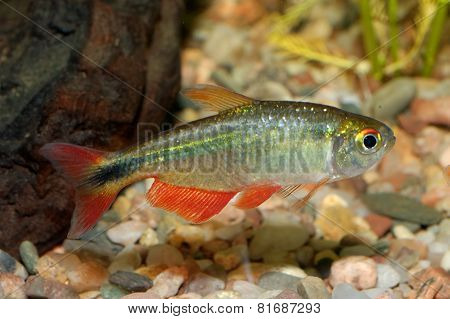 Tetra Fish