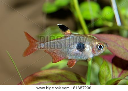 Tetra Fish