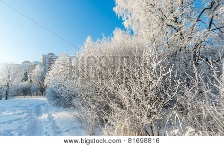 Snow-covered trees in the city of Moscow, Russia