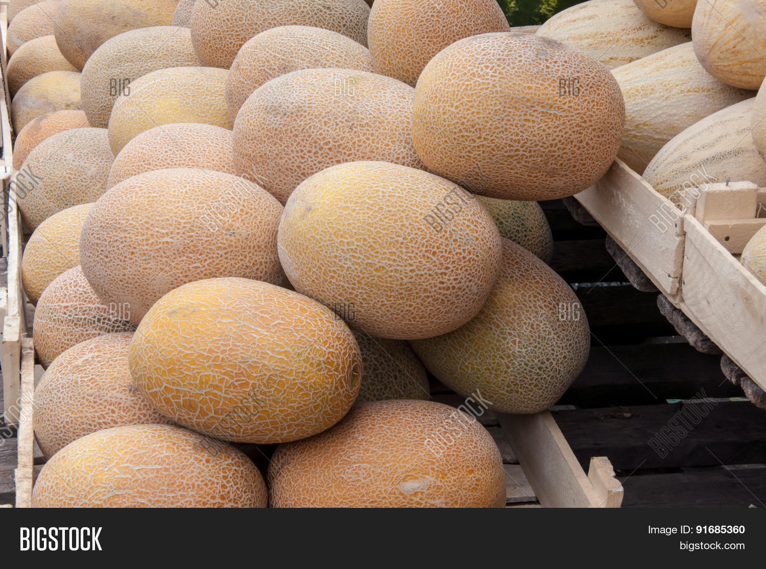 Melo Melo Melon Pan