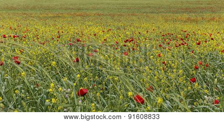 Poppy Field.ismaillinskie Mountains. Azerbaijan