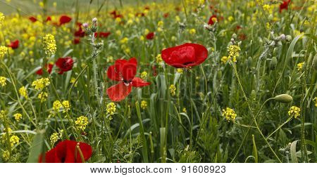 Poppy Field.ismaillinskie Mountains. Azerbaijan