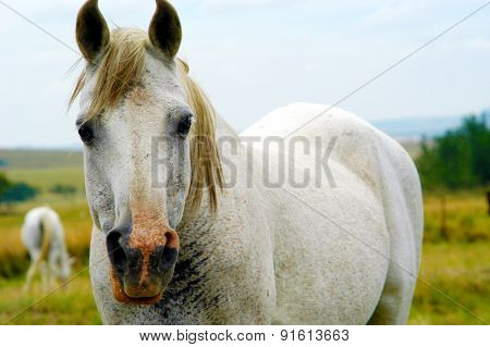 Curious Horse