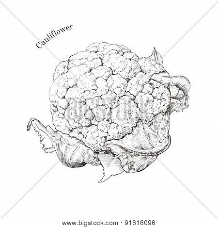 Cauliflower hand drawn ink sketch