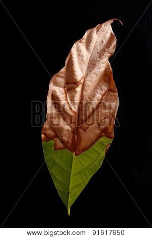Half fresh half dried leaf