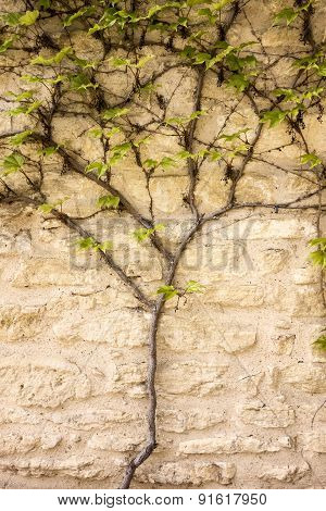 Vine Growing On Wall