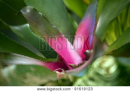 Nidularium  Leaves Close Up