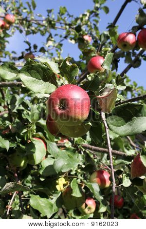 Red fruit