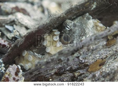 Octopus