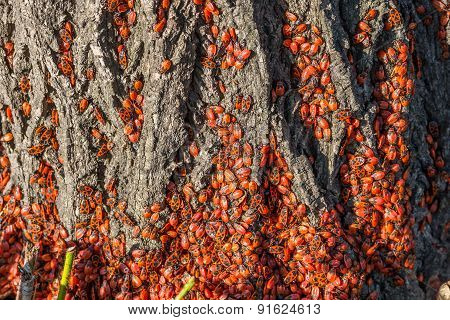 Red Insects
