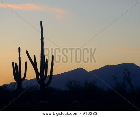 Arizona Desert