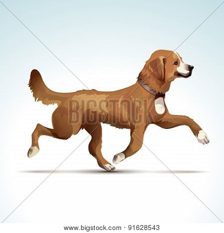 Vector Labrador Retriever Dog