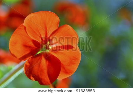 Red geranium flower.