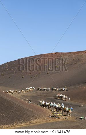 Tourists Ride On Camels Being Guided By Local People