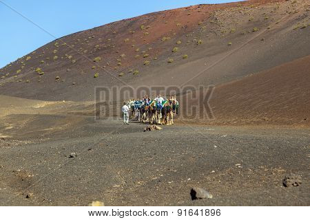 Tourists Ride On Camels Being Guided By Local People