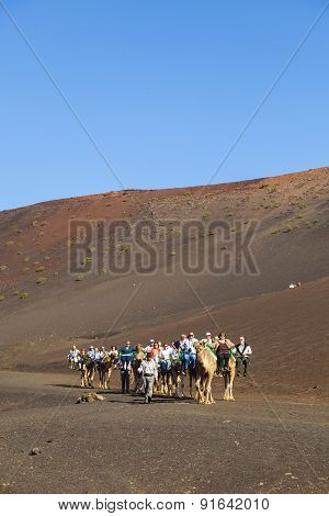 Tourists Ride On Camels Being Guided By Local People
