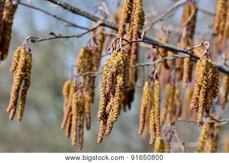 Spring. Alder Catkins Closeup