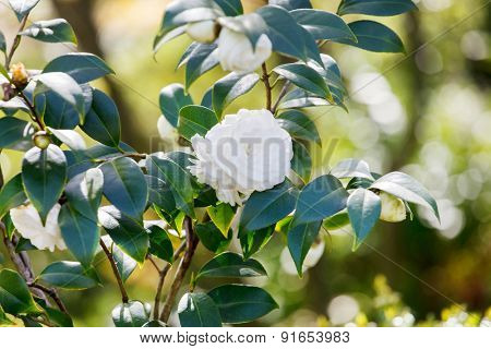 gardenia flowers