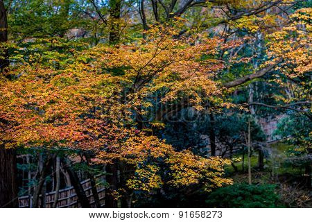 A walk in the maple tree park